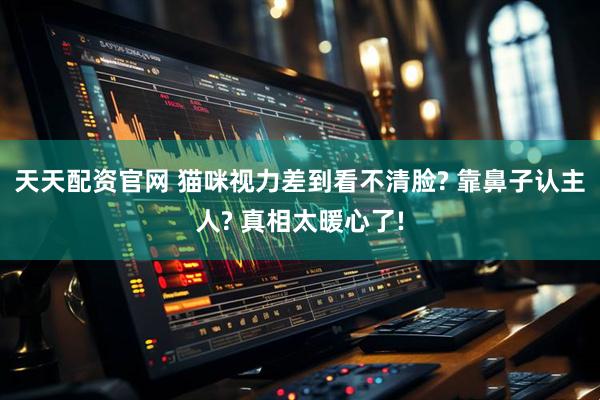 天天配资官网 猫咪视力差到看不清脸? 靠鼻子认主人? 真相太暖心了!